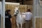 National Pony Measuring